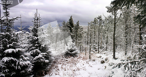 Image of Pine Forest Snow Scene