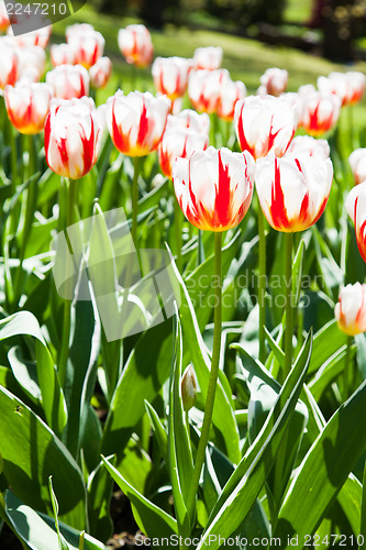 Image of Happy Generation tulip