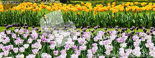 Image of Tulips garden