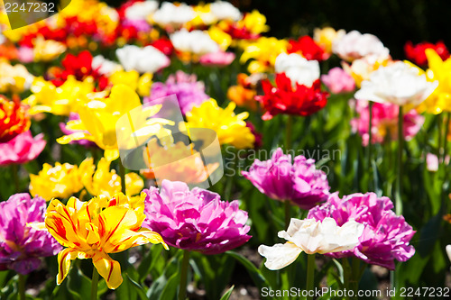Image of Tulips garden