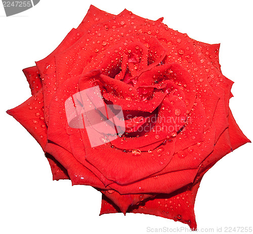 Image of rose