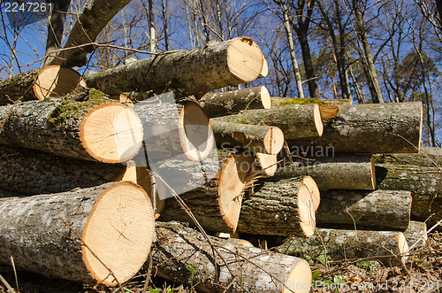 Image of deforestation cut tree logs stack forest blue sky 