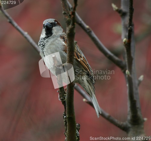 Image of male sparrow (passer domesticus)
