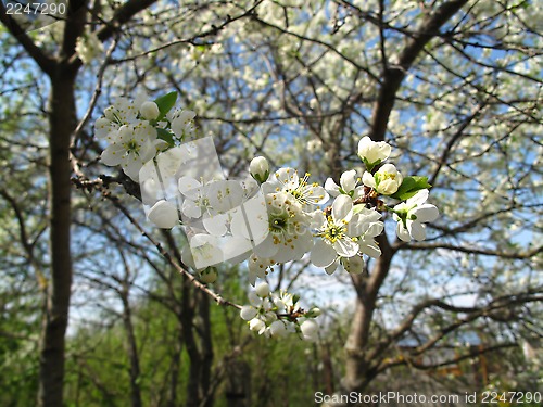 Image of Branch of a flowering fruit tree