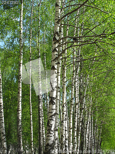 Image of Beautiful birch