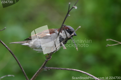 Image of male sparrow (passer domesticus)