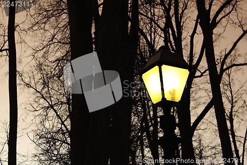 Image of Street night light and silhouettes of trees