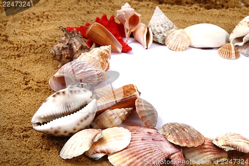 Image of sea shells in the sand