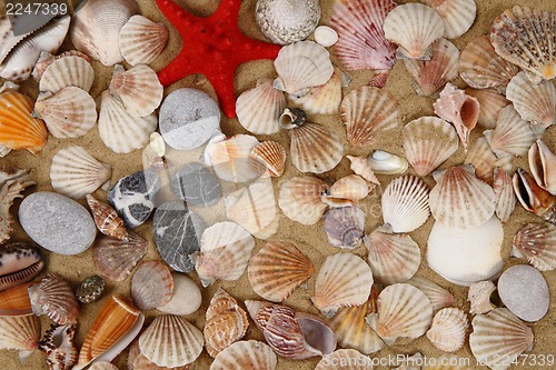 Image of summer sea shells in the yellow sand