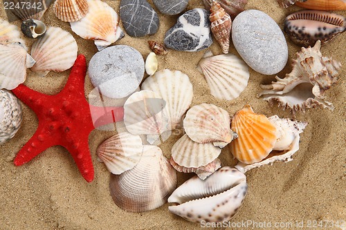 Image of summer sea shells in the yellow sand