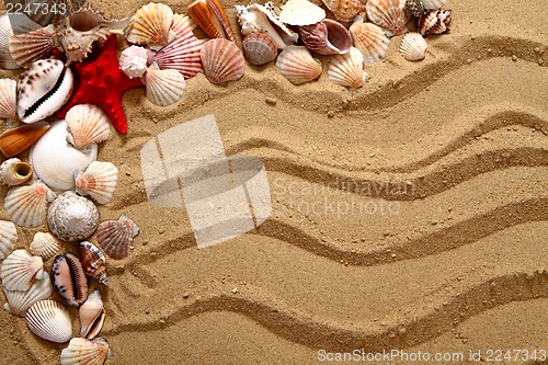 Image of sea shells in the sand