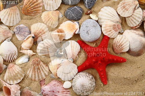 Image of summer sea shells in the yellow sand