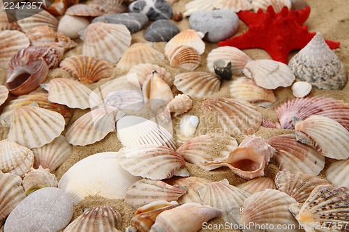 Image of summer sea shells in the yellow sand