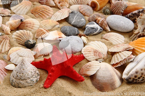 Image of summer sea shells in the yellow sand