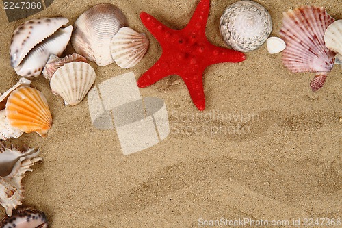 Image of summer sea shells in the yellow sand