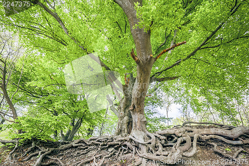 Image of spring leaf