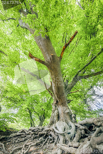 Image of spring leaf