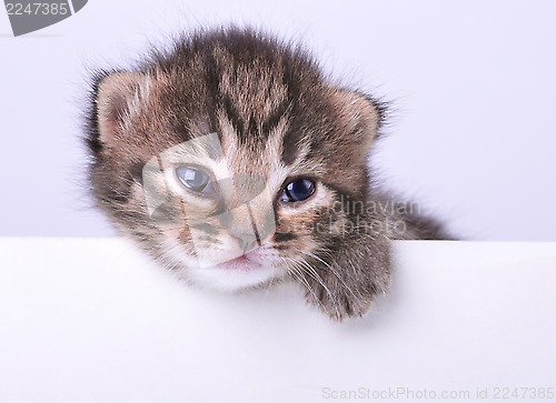 Image of little 2 weeks old kitten with a space board