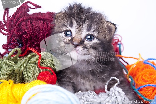 Image of little kitten in balls of wool
