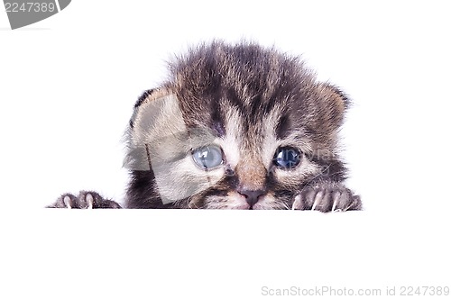 Image of little 14 days old kitten hiding