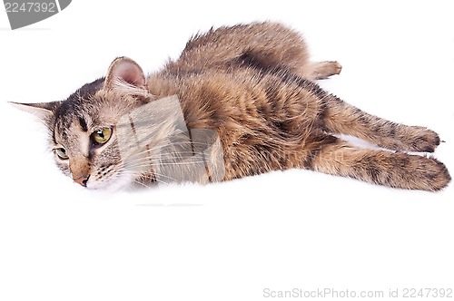 Image of beautiful gray mixed-breed pregnant cat relaxing