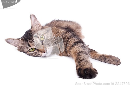 Image of beautiful gray mixed-breed cat relaxing 