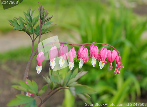 Image of Flowers Dicentra