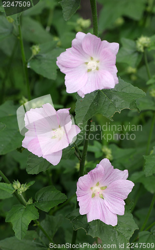 Image of Hollyhock