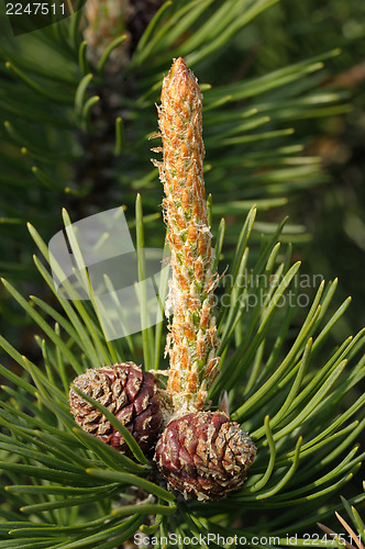 Image of Sprig of pine with cones