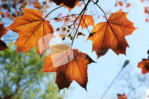 Image of Red maple leaves