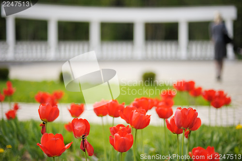 Image of Flowering tulips in the park