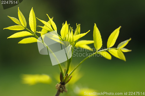 Image of Manchurian walnut branch in spring