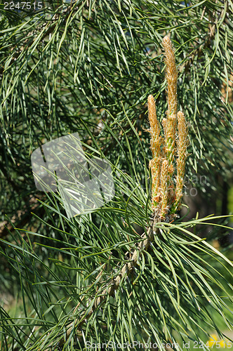 Image of Sprig of pine
