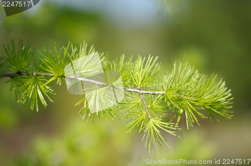 Image of The branch of larch in the spring