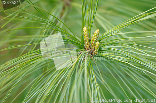 Image of Sprig of pine