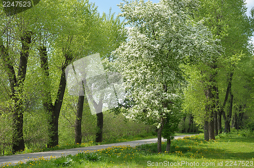 Image of Flowering tree