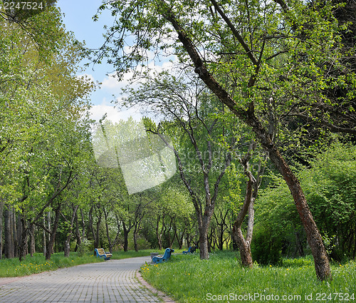 Image of Alley in the park