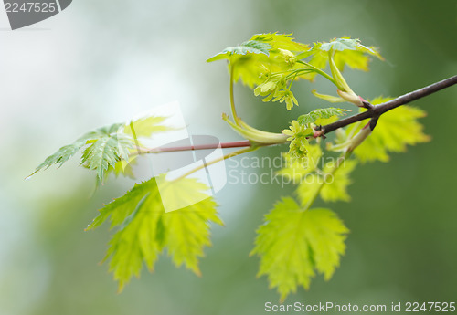Image of Flowering maple branch in spring