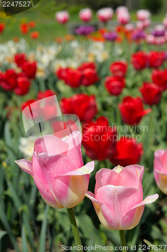 Image of flowering tulips
