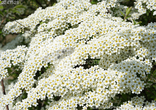 Image of Flowering tree