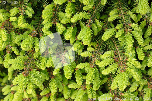 Image of The plant texture