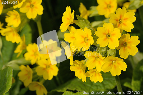 Image of Primula veris