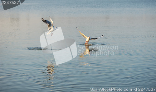 Image of Two seagulls