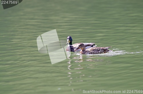 Image of Two ducks