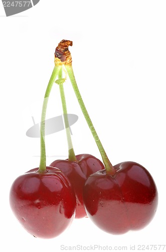 Image of Cherry