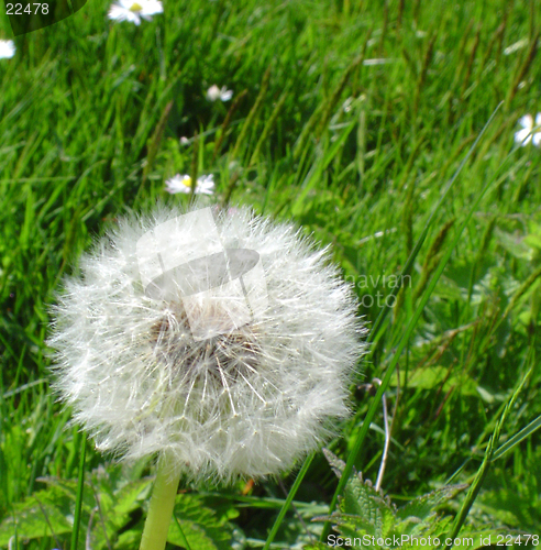 Image of Dandelion