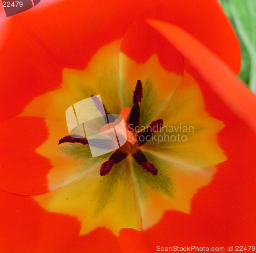 Image of Inside a Flower