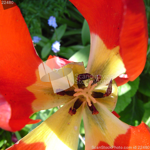 Image of Inside a Flower