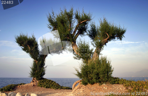 Image of Two palm trees by the shore.