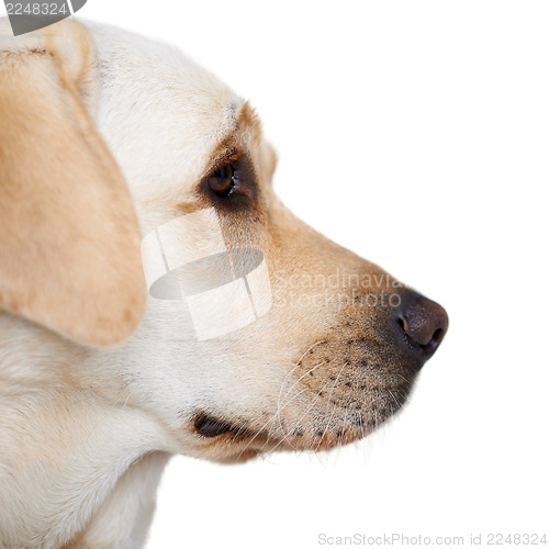 Image of Profile portrait of a golden labrador